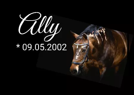 Hunde Warnschild Zutritt verbotenHunde Ally Bild