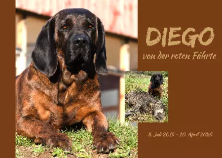 Hunde Warnschild Zutritt verbotenHunde DIEGO Bild