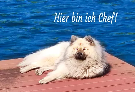 Hunde Warnschild Zutritt verbotenHunde Hier bin ich Chef! Bild