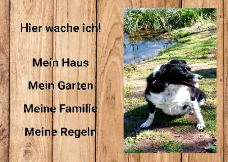 Hunde Warnschild Zutritt verbotenHunde Hier wache ich! Bild