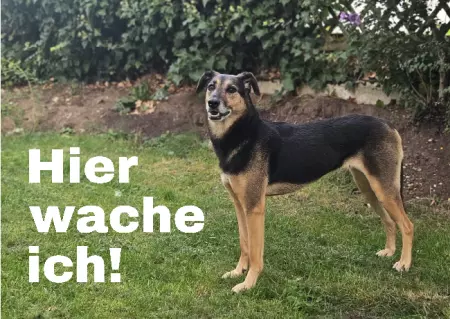 Hunde Warnschild Zutritt verbotenHunde Hier wache ich! Bild