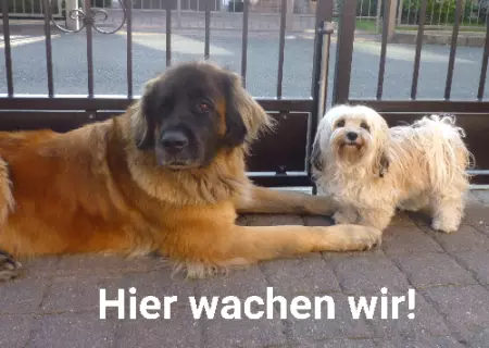 Hunde Warnschild Zutritt verbotenHunde Hier wachen wir! Bild
