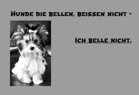 Hunde Warnschild Zutritt verbotenHunde Hunde die Bellen, beissen nicht Bild