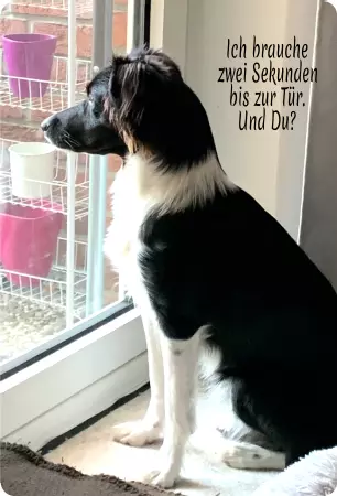 Hunde Warnschild Zutritt verbotenHunde Ich brauche zwei Sekunden bis zur Tür. Und du? Bild