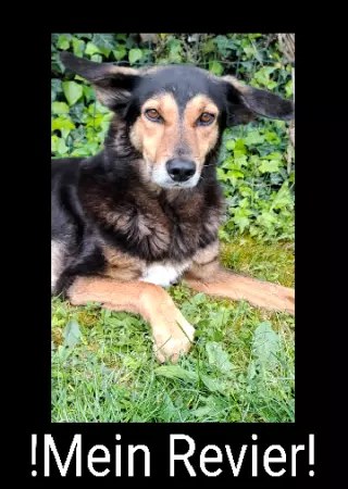 Hunde Warnschild Zutritt verbotenHunde Mein Revier Bild