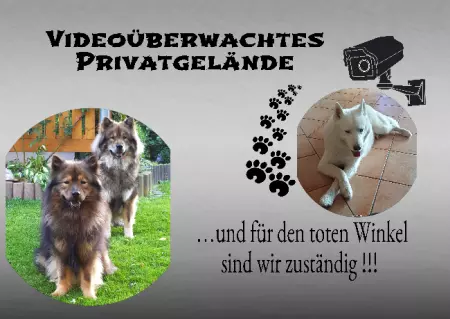 Hunde Warnschild Zutritt verbotenHunde PRIVATGELÄNDE Bild