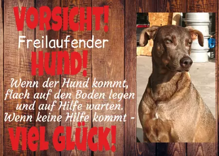 Hunde Warnschild Zutritt verbotenHunde Wenn keine Hilfe kommt, viel Glück! Bild