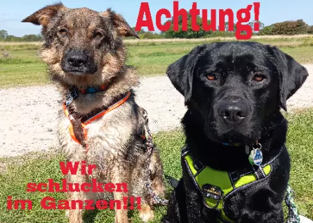 Hunde Warnschild Zutritt verbotenHunde Wir schlucken im Ganzen!! Bild