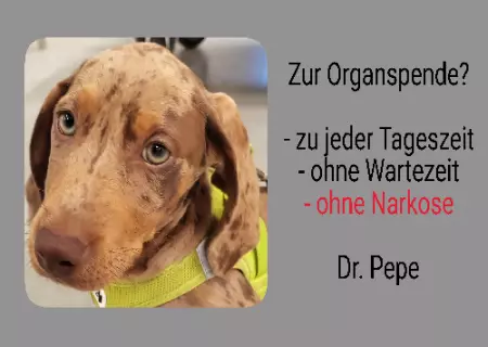 Hunde Warnschild Zutritt verbotenHunde Zur Organspende? Bild